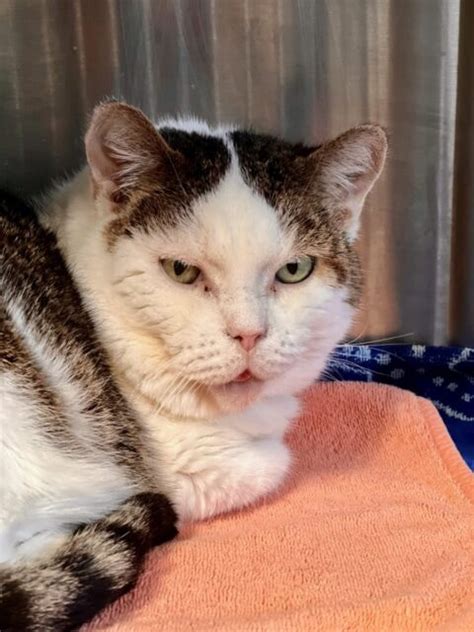 Leia | H.A.L.O. No-Kill Rescue