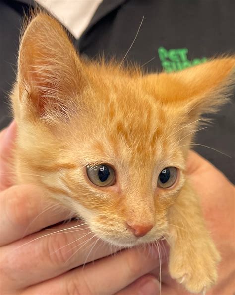 Pet Supplies Plus -... - Pet Supplies Plus - Kennewick, WA