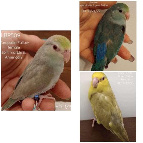 Pacific Parrotlet Breeding Pairs, Singles and Babies