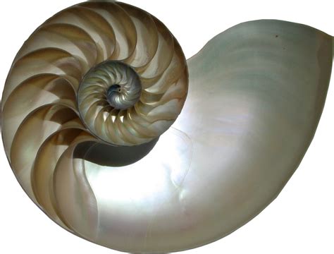 nautilus shell allaboutleancom