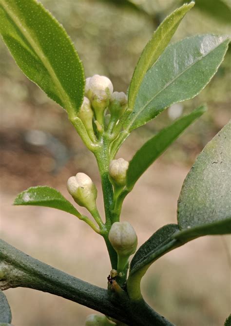 lemon tree flower to fruit 5