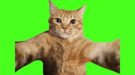 Green Screen Kitty Cat Selfie Cat Gato No Copyright Graphics For ...