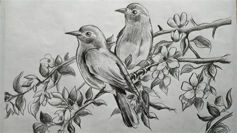 draw birds  flowers  pncil sketch  beginners step