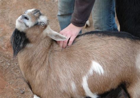 Becoming A Goat Parent 101: The Ultimate Guide To Keeping Your Caprine Companion Happy And Healthy