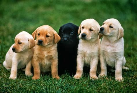 Dogs, Free Stock Photos - Free Stock Photos