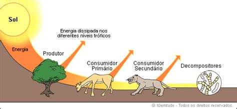 Meow: Produtores , consumidores e decompositores.