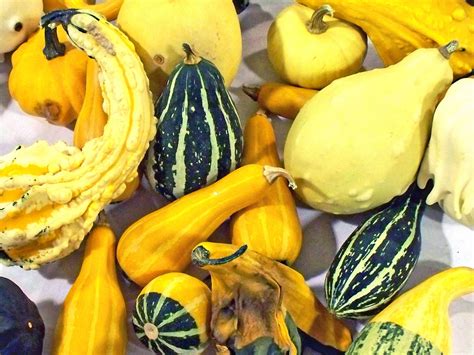 8 Best Types of Squash for Beginners to to Grow