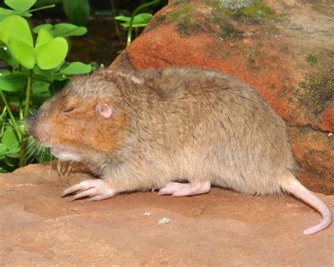 Attwater's pocket gopher - Facts, Diet, Habitat & Pictures on Animalia.bio