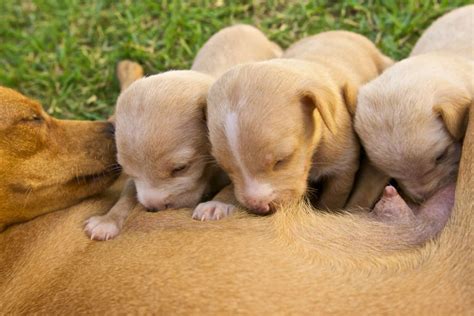 Com Quanto Tempo Pode Doar Filhotes De Cachorro - Quanto Tempo Pode Tirar O Filhote De Cachorro Da Mãe? – Mundo Ecologia
