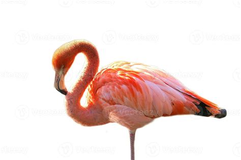 Flamingo, isolated, detached, to edit. pink red bird. Elegant plumage ...