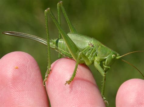 Tettigonia viridissima | Orthoptera & Allied Insects