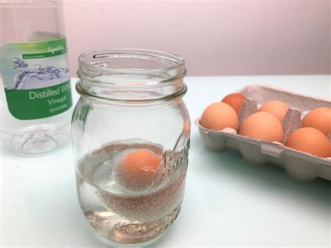 Egg in Vinegar Experiment | DIY for Beginners | KiwiCo