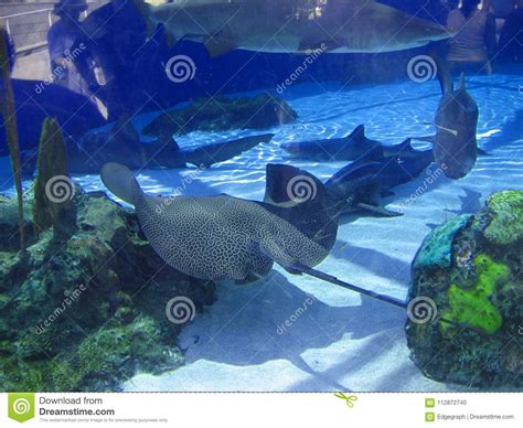 Shark Lagoon, Aquarium of the Pacific, Long Beach, California, USA ...