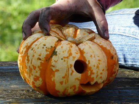 Free Images : girl, finger, food, produce, dirt, autumn, pumpkin