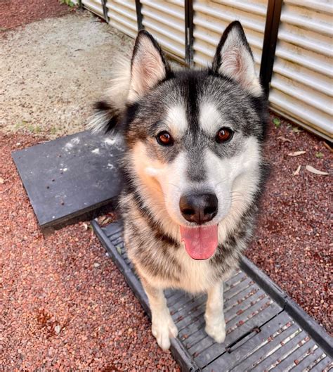 Ghost - Homes For Huskies