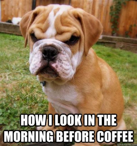 HOW I LOOK IN THE MORNING BEFORE COFFEE - COFFEE DOG - quickmeme