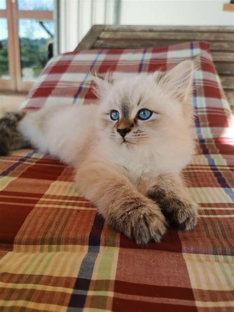 cats raw 8