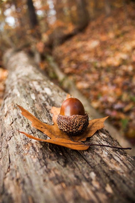 acorn etsy canada