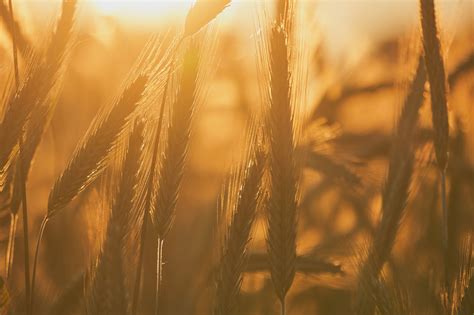 Grain Close Up Backlighting - Free photo on Pixabay - Pixabay