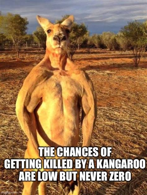 kangaroo Memes & GIFs - Imgflip