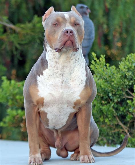 HUGE 100 POUND XXL LARGE MALE PITBULLS BULLY XTREME | Pitbulls, Pitbull