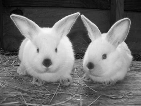 Californian Rabbit Babies