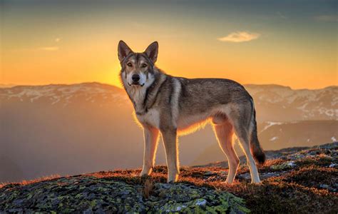 Wolf Wallpaper / Free Wolf Wallpapers - Wallpaper Cave : View and share ...