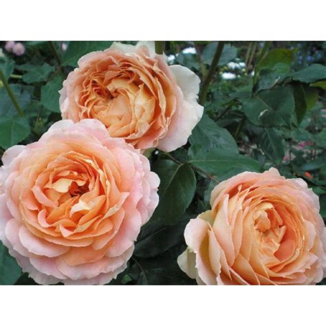 Купить саженцы роз Карамель Антик (Caramel Antike)- ЛПХ Планета Роз