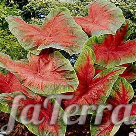 Сингониум уход в домашних условиях, фото, виды | faterra.com