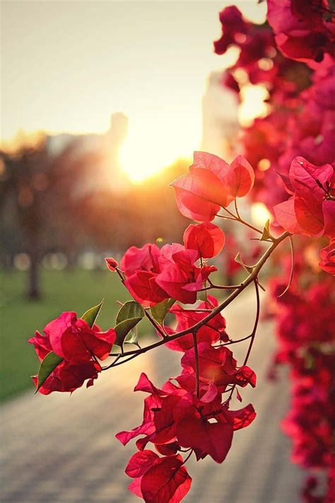 flowers wallpapers wallpaperscom
