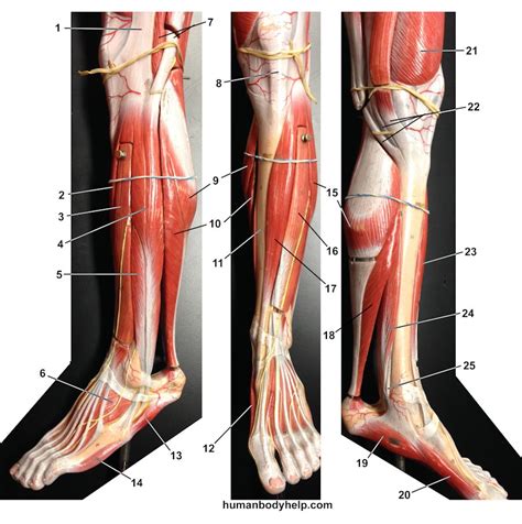 part leg  model human body