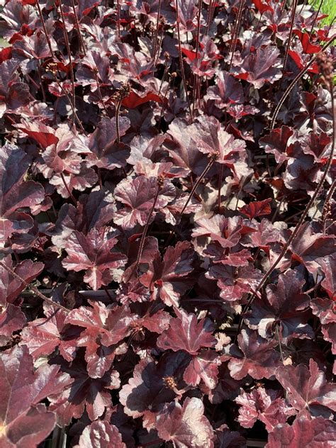 Heuchera 'Obsidian' - The Beth Chatto Gardens