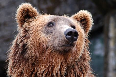 A Guide to Wild Bears in Scotland | Scotland Tourist Information
