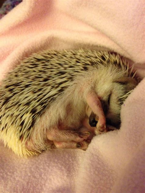 ways to hedgehog sleeping too much easily 14