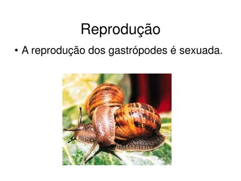 Reprodução Dos Moluscos - PPT - MOLUSCOS PowerPoint Presentation, free download - ID:5815225