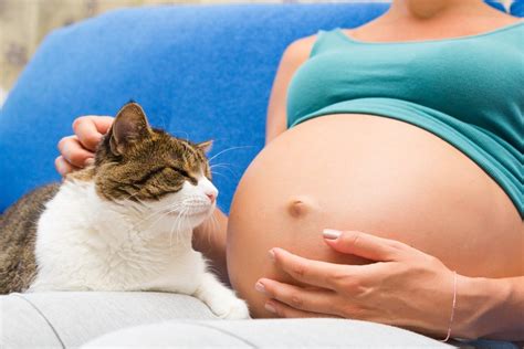 Токсоплазмоз: причины, механизм развития и проявления | MedAboutMe