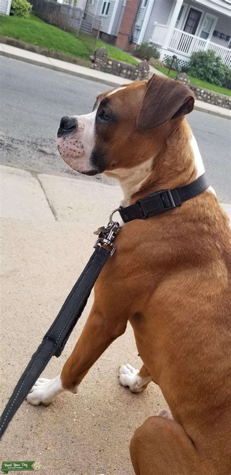 Handsome Stud for breeding - Stud Dog in Massachusetts , the United States | Breed Your Dog