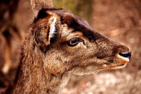 Free Images : nature, forest, animal, wild, horn, sheep, mammal, fauna