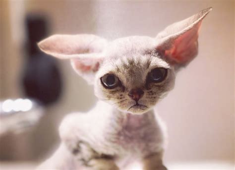 Kittens | PureX Devon Rex Breeder Canada
