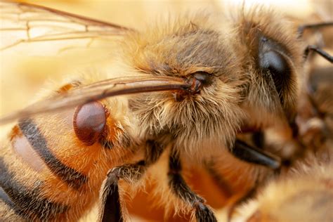 Bacteria Engineered to Protect Bees from Pests and Pathogens