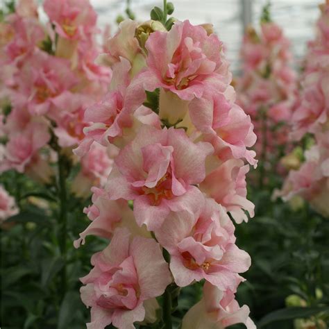 Антирринум махровый DoubleShot Appleblossom - 10 шт