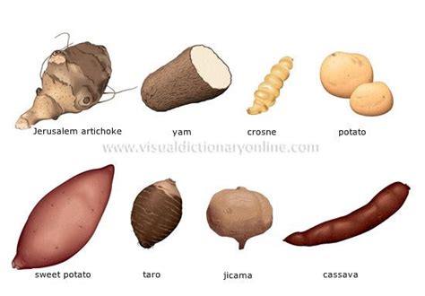Tuber - Alchetron, The Free Social Encyclopedia
