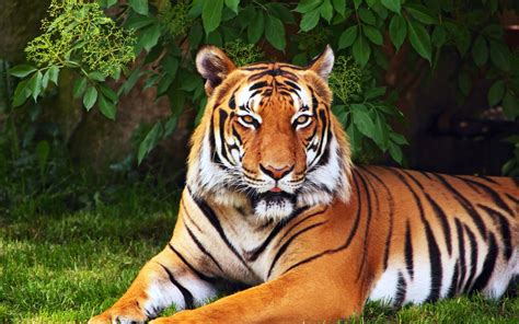tiger wallpaper 1080p high quality, 924 kB - Celeste Longman | Tiger ...