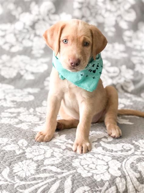 Champagne Labrador Retriever