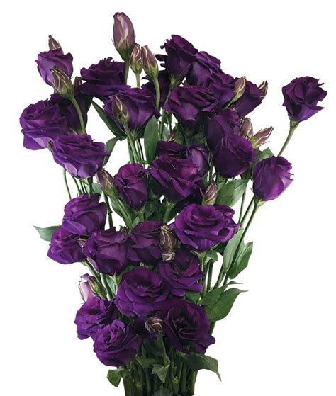 Flor Lisianthus (lisianto) - Vivantus Flores