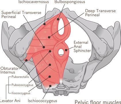 obturator internus levator ani