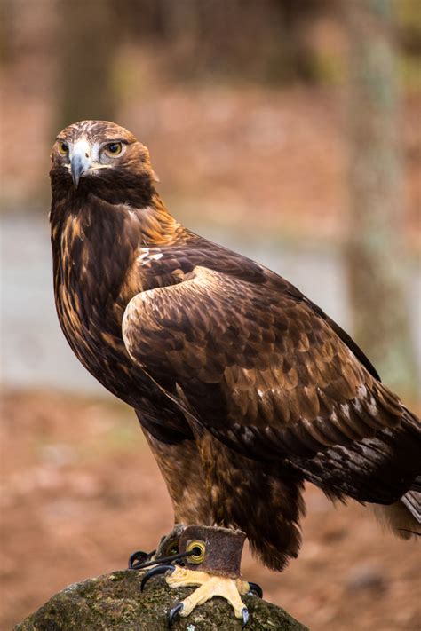 Golden eagle | The Raptor Center