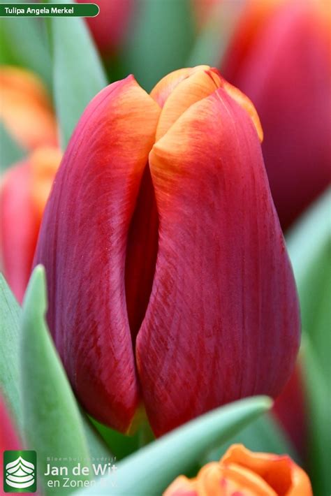 Angela Merkel ® | Tulip | Jan de Wit en Zonen B.V.