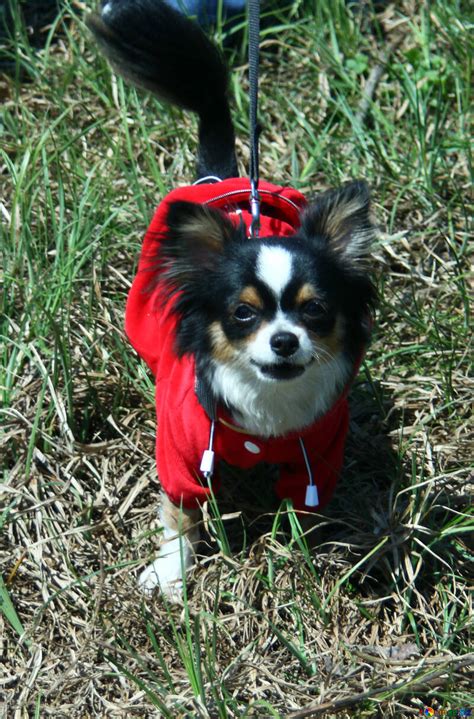 Long-haired chihuahua free image - № 4737