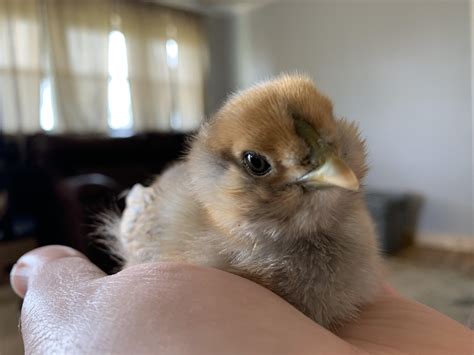 Fluffernutter is one week old today! She wanted to say hello to all her